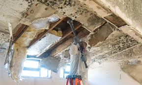  St Hedwig, TX Mold Remediation Pros